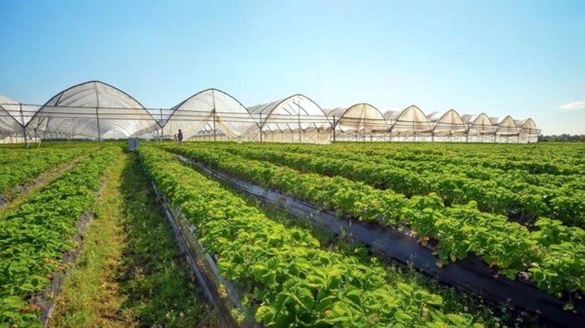 Rows of strawberry plants under polytunnels at sunrise