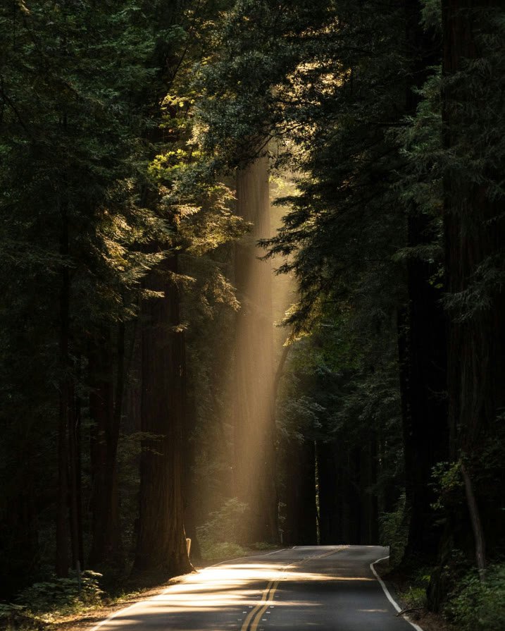 Sunlight falling through old-growth forest onto a quiet road